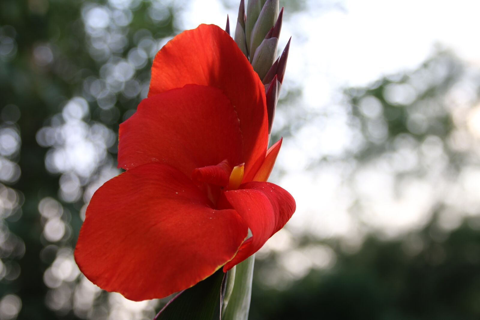Canon EOS 70D sample photo. Canna, canna flower, flower photography