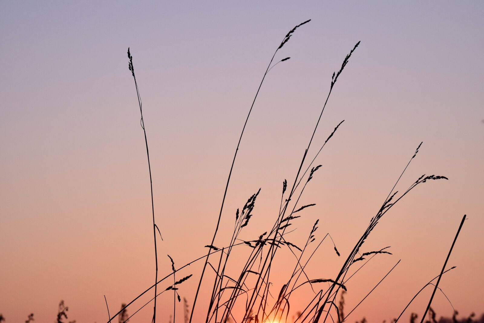 Nikon D3300 sample photo. Sunrise, grass, meadow photography