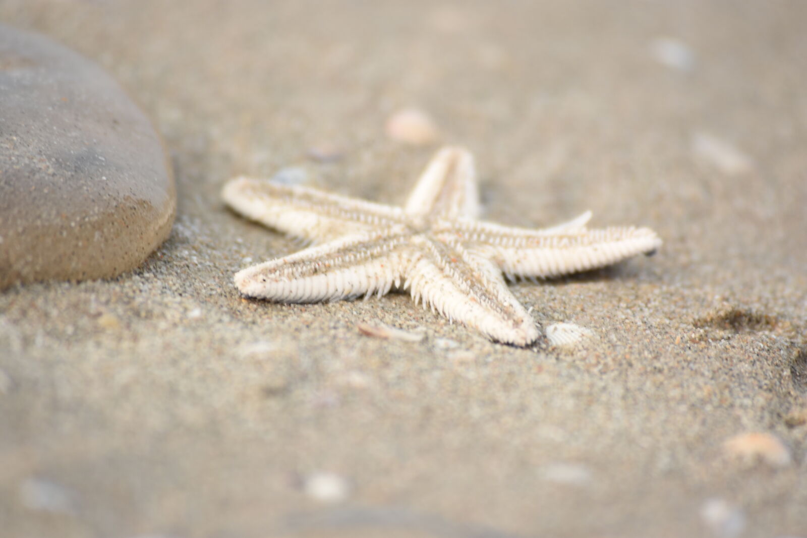 Nikon D3400 sample photo. Star, fish, in, sand photography