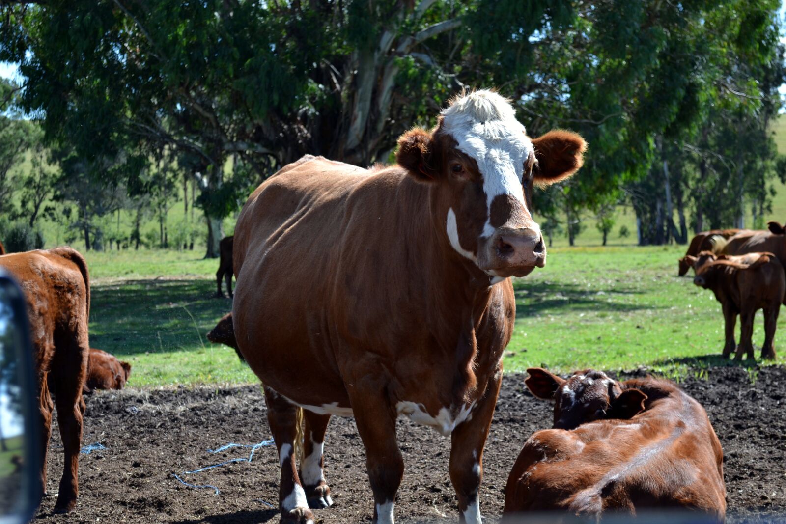 Nikon D3100 sample photo. Cattle, farm animals, farming photography