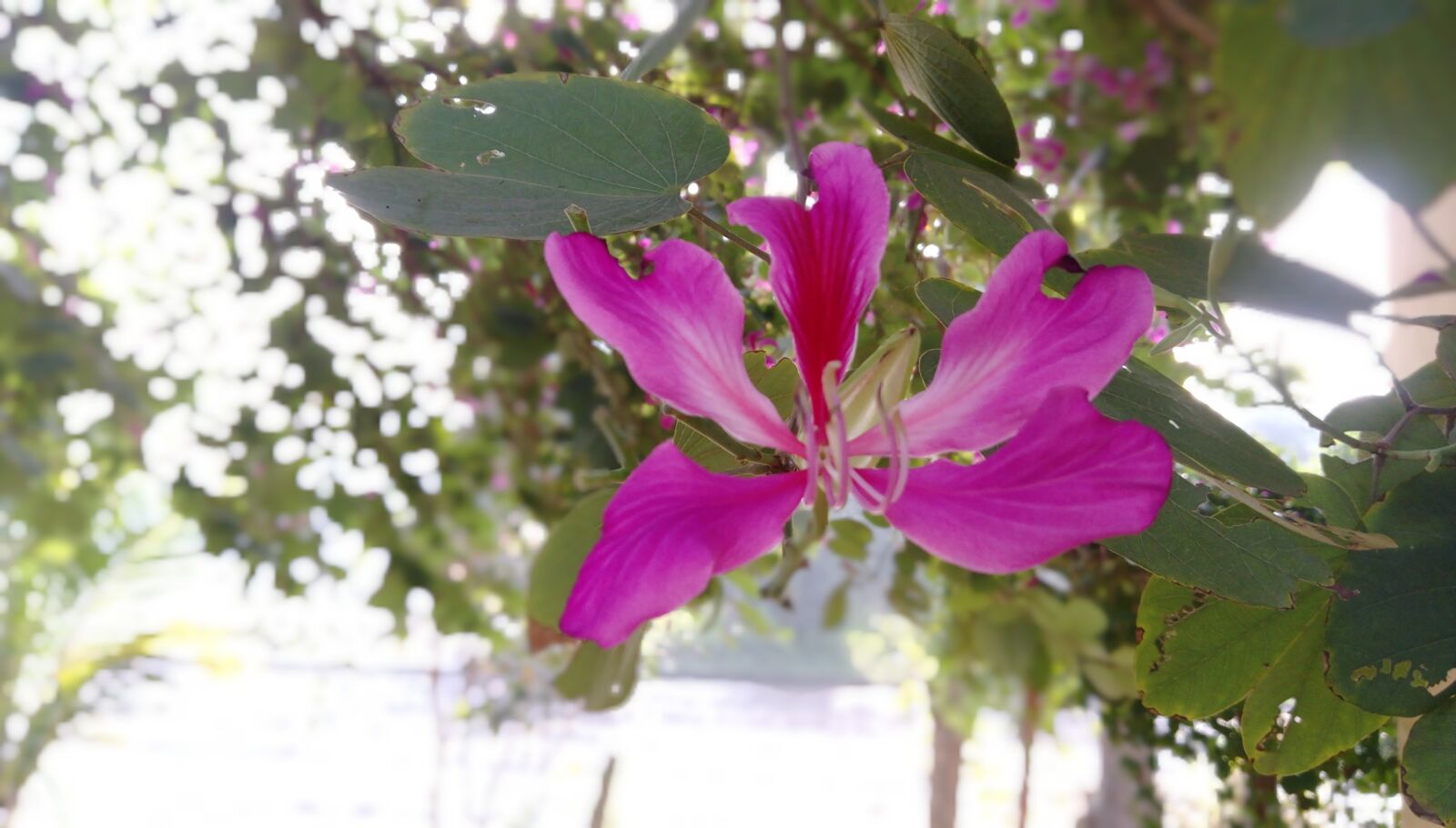 HTC DESIRE 828 DUAL SIM sample photo. Beautiful, flowers, pink, flower photography
