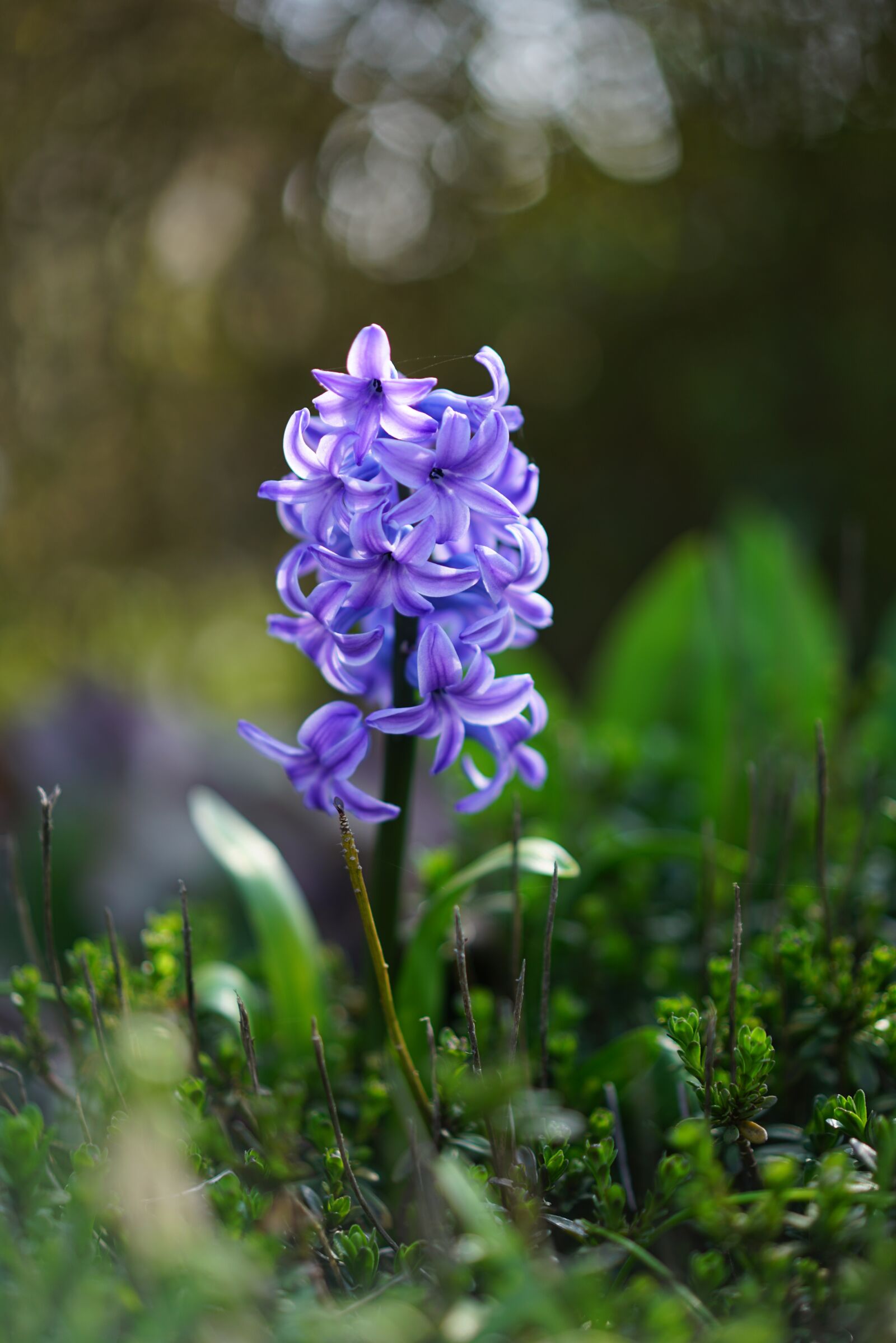 Sony Sonnar T* FE 55mm F1.8 ZA sample photo. Garden hyacinth, flower, blossom photography