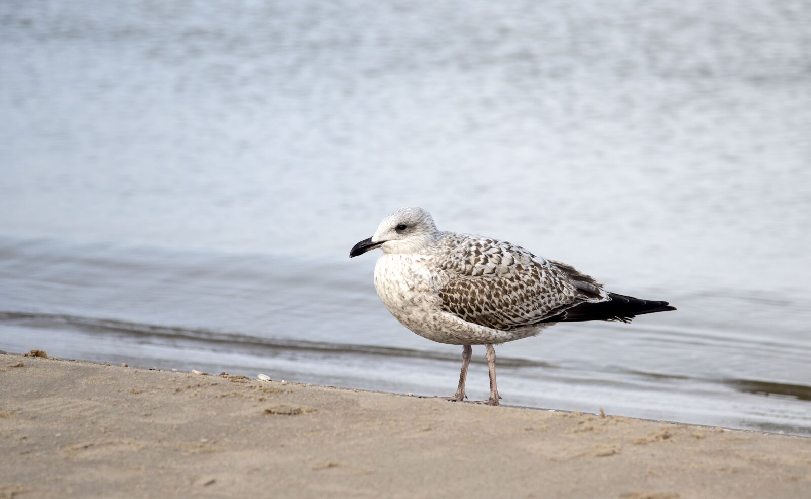 Nikon D750 sample photo. Bird, sea, nature photography