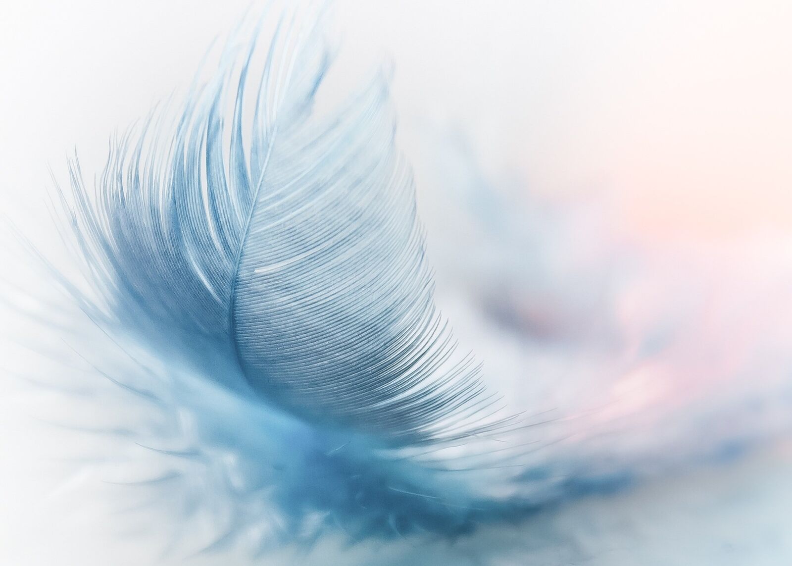 Canon EOS 7D sample photo. Feather, ease, slightly photography
