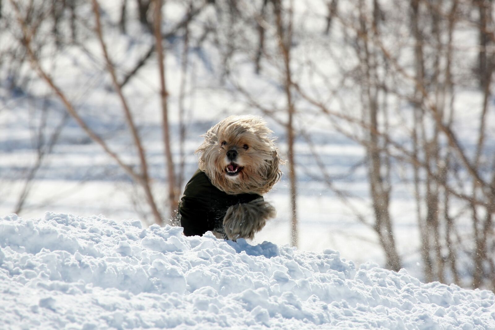 Canon EOS 5D sample photo. Cocker spaniel, dog, pet photography