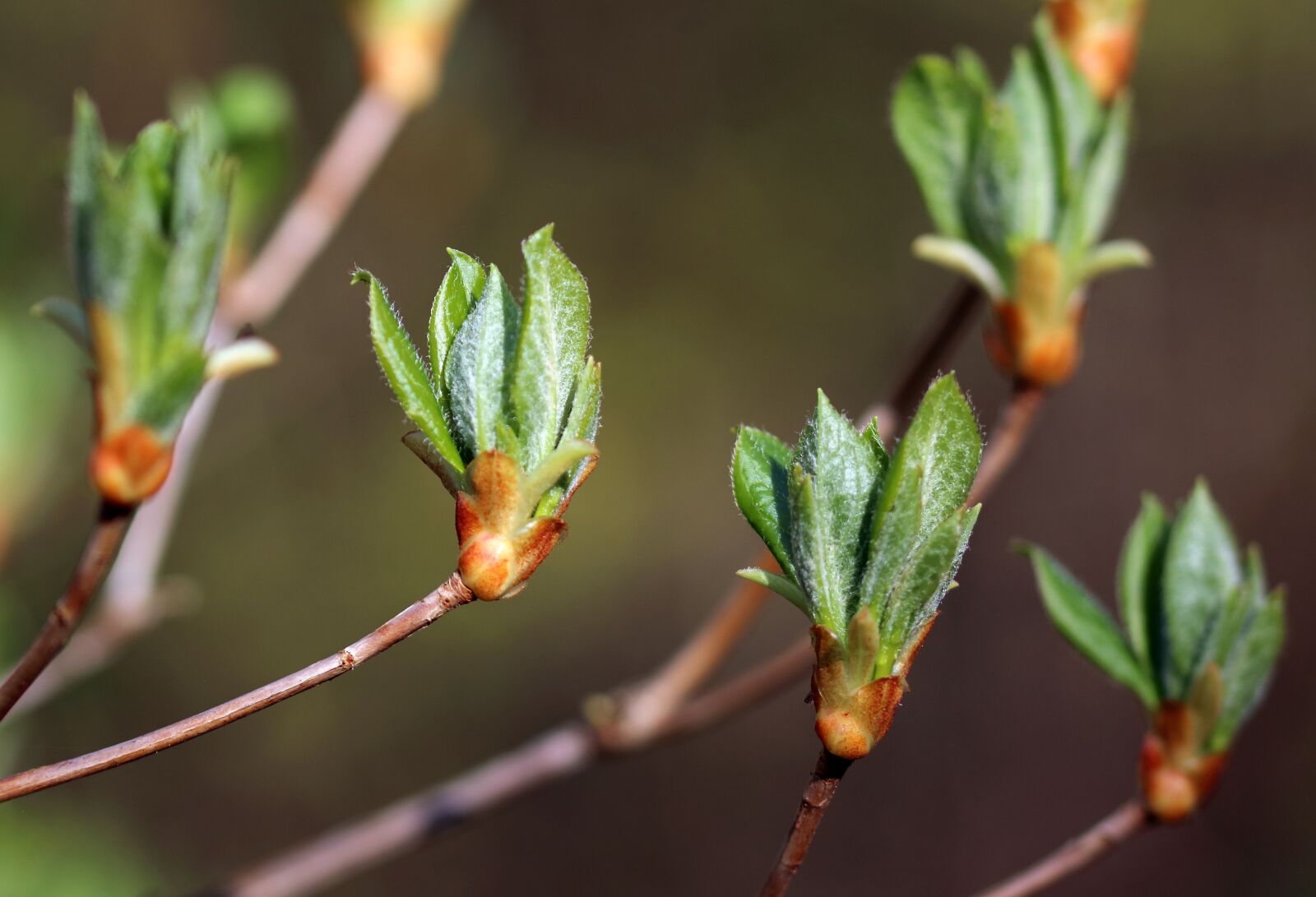 Canon EOS 80D sample photo. Spring, buds, leaves photography