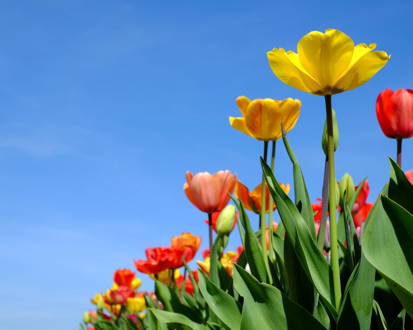 Fujifilm X-T10 + Fujifilm XF 35mm F1.4 R sample photo. Tulips, flowers, bloom photography