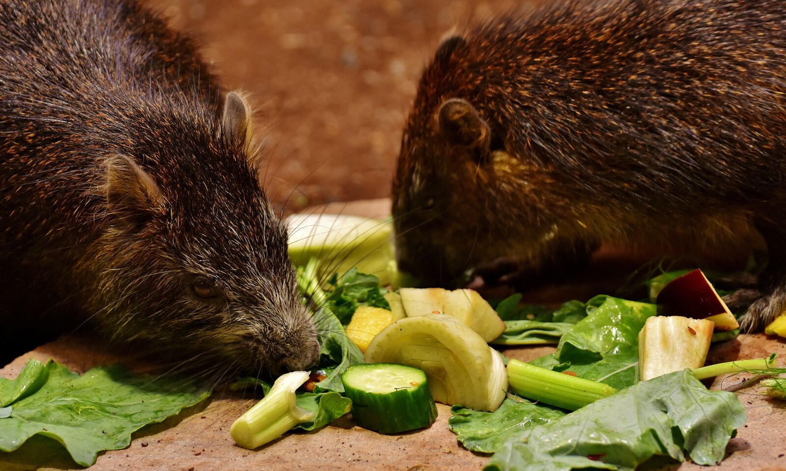 Nikon D7200 sample photo. Azara-agoutis, wild animals, rainforest photography