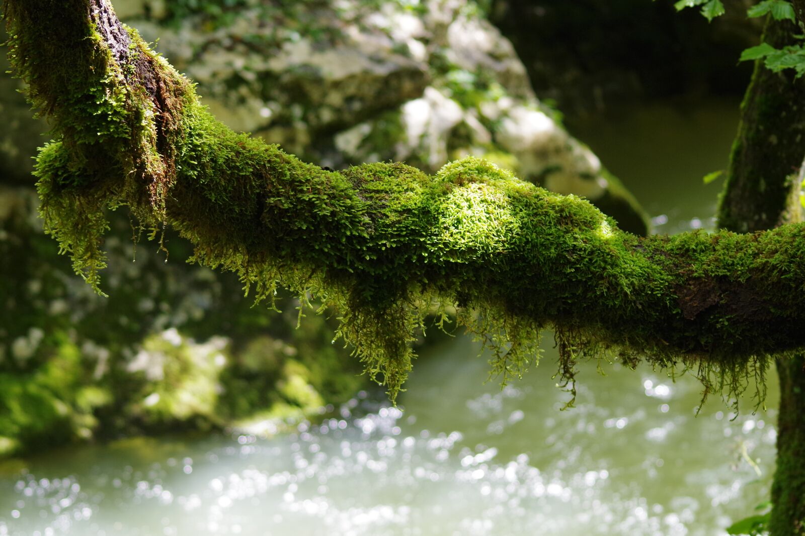 Pentax K-50 sample photo. Nature, water, macro photography