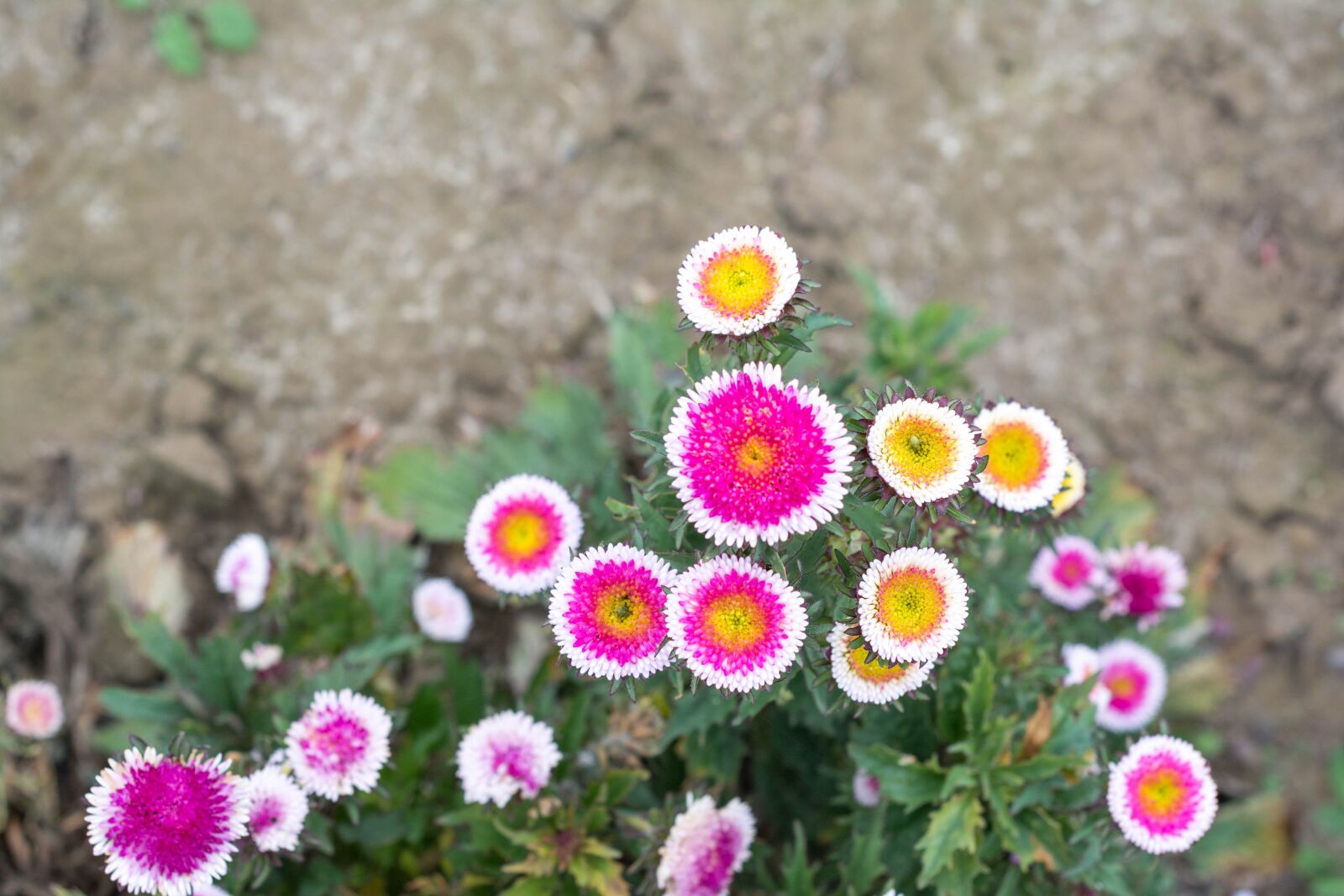 Nikon D5200 sample photo. Astra, autumn, garden photography