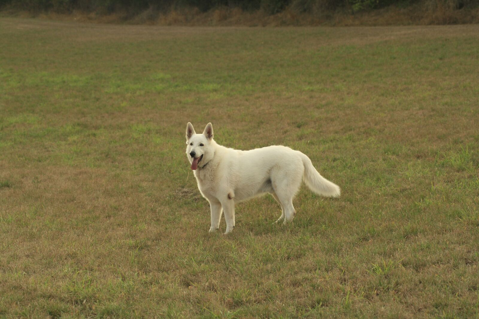 Canon EOS 400D (EOS Digital Rebel XTi / EOS Kiss Digital X) sample photo. Dog, field, animal photography
