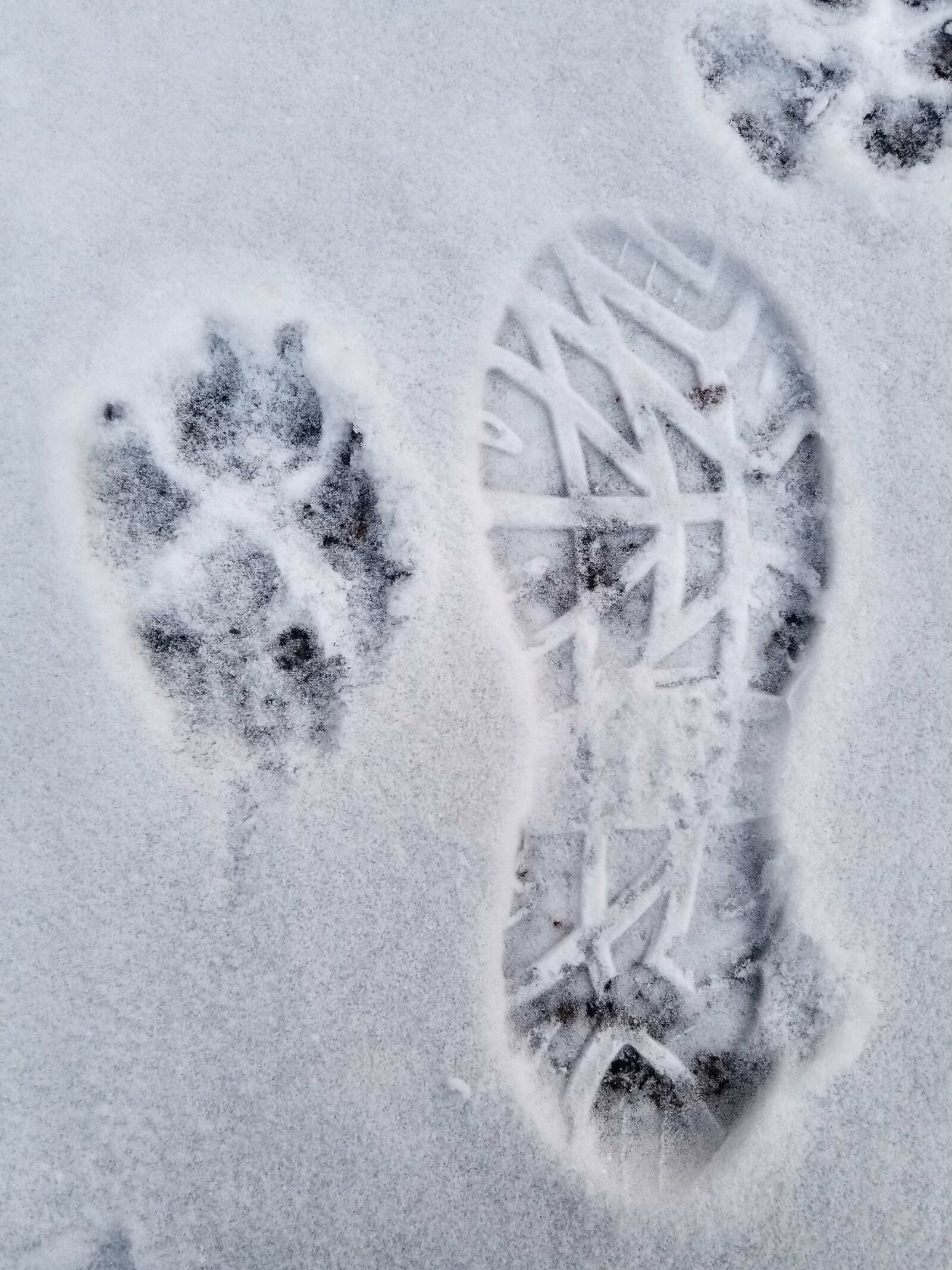 Samsung Galaxy S8+ sample photo. Snow, winter, frost photography