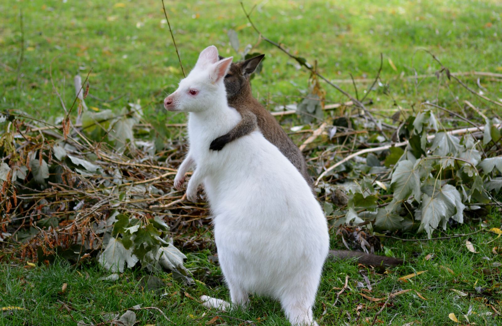 Nikon D5200 sample photo. Nature, grass, animal photography