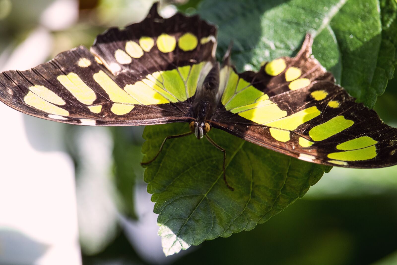 Canon EF-S 55-250mm F4-5.6 IS STM sample photo. Butterfly, insect, animal photography