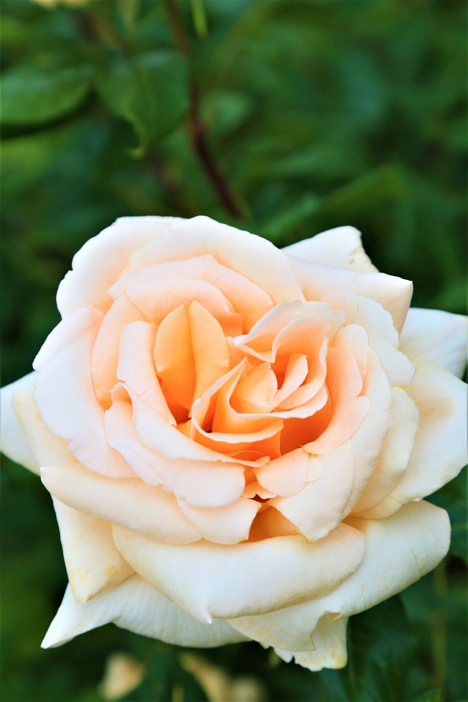 Canon EOS 5D Mark III sample photo. Rose, spring, nature photography