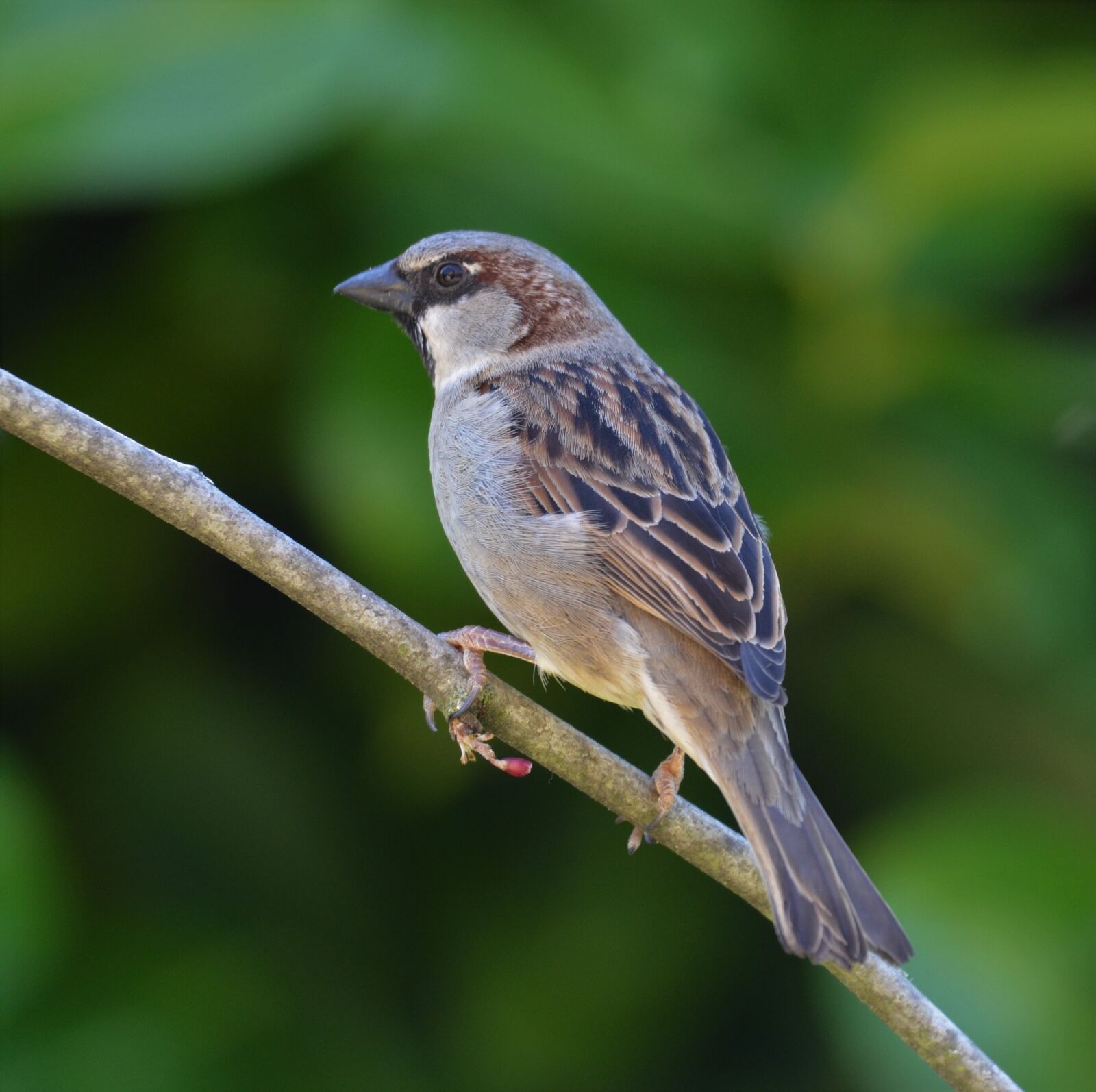 Nikon D5100 sample photo. Nature, oiseau, moineau photography