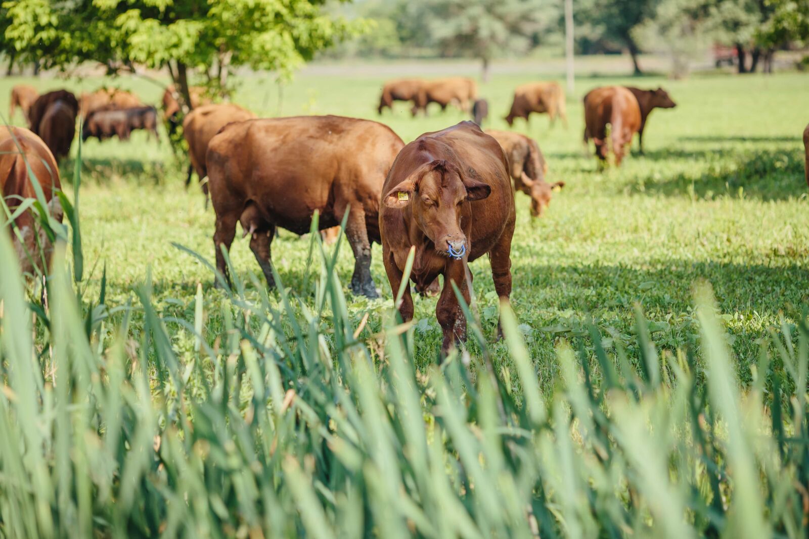 Canon EF 135mm F2L USM sample photo. Cows, grazing, wildlife, grass photography