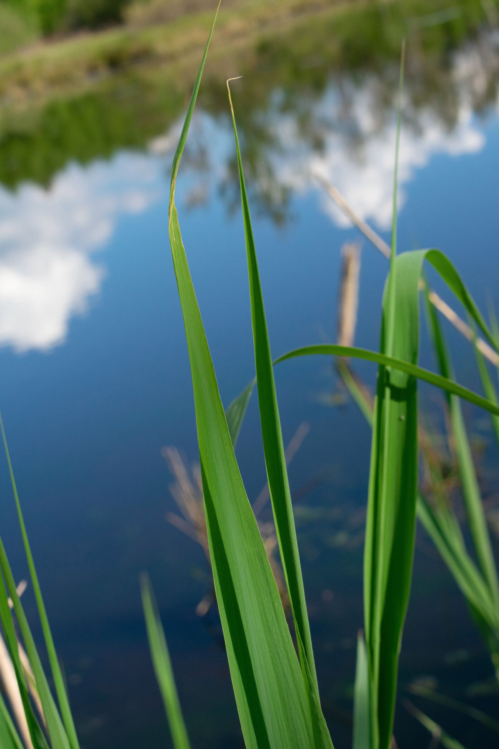 Nikon D3400 sample photo. Grass, long, water photography