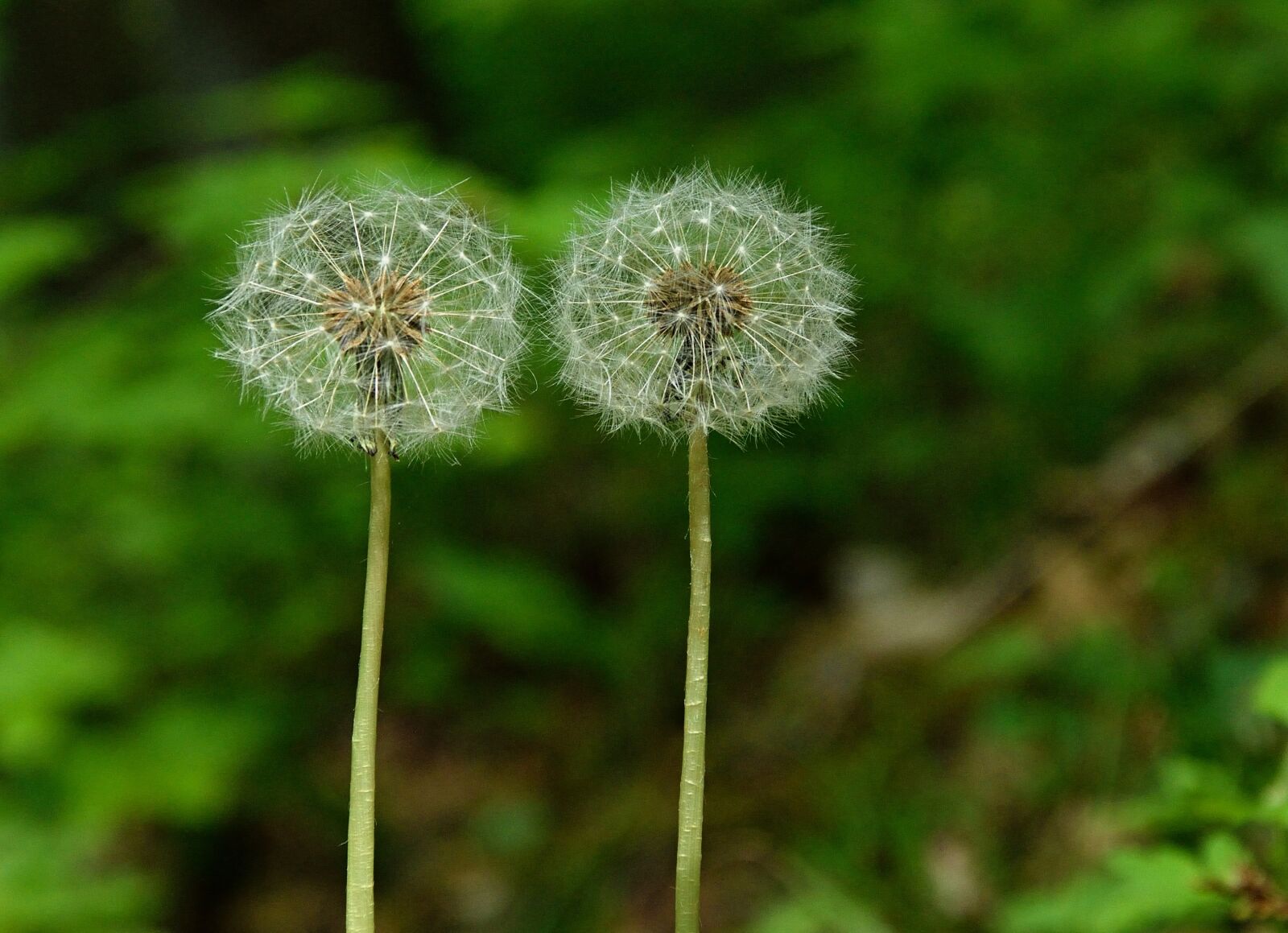 Nikon D3300 sample photo. Dandelion, seeds, close up photography