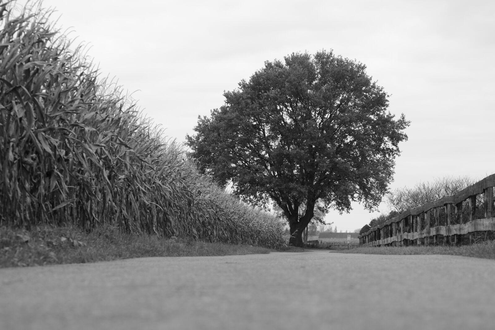 Nikon D5200 sample photo. Tree, road, nature photography