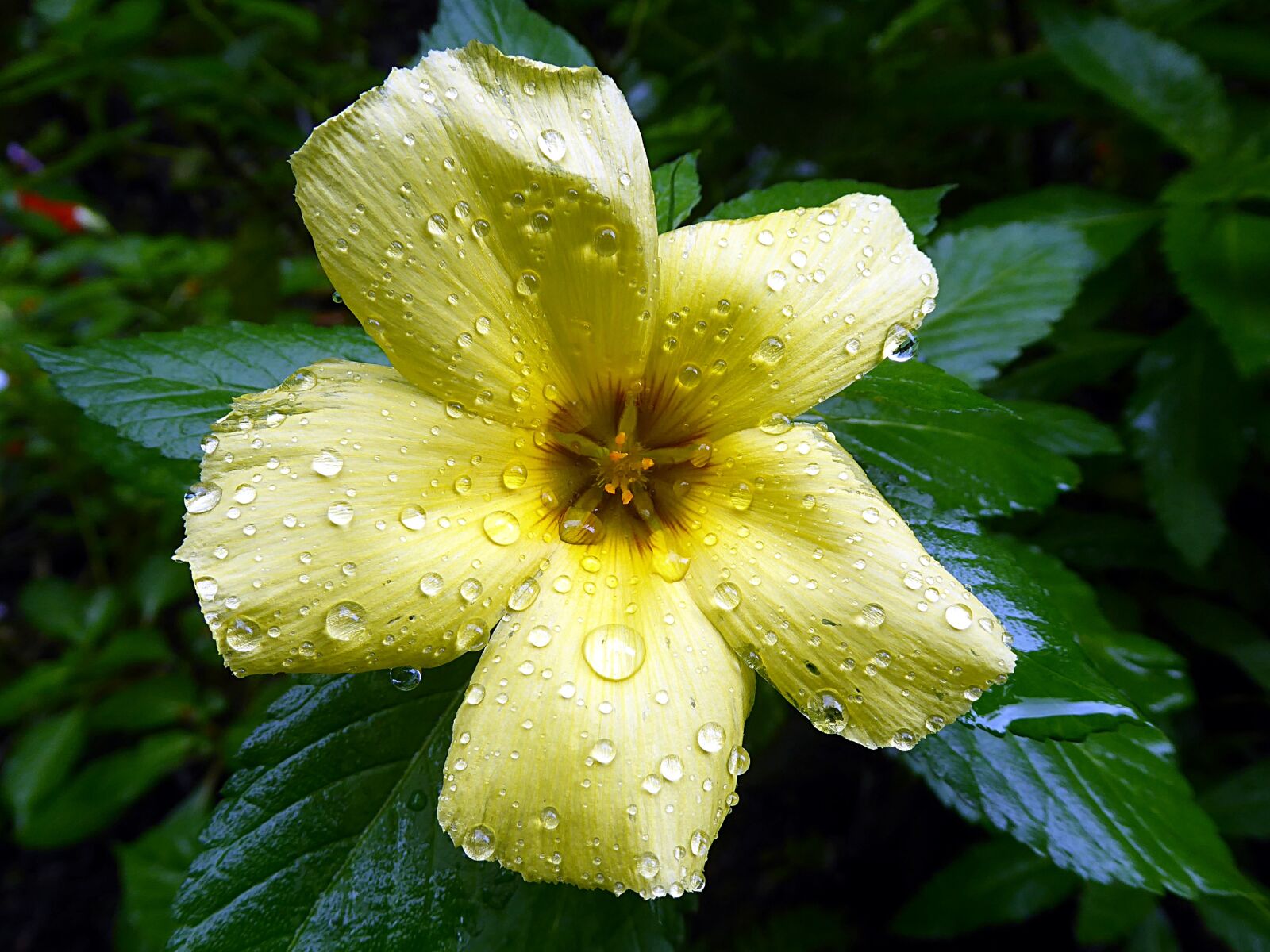 Panasonic Lumix DMC-ZS50 (Lumix DMC-TZ70) sample photo. Hibiscus, malvaceae, flower photography