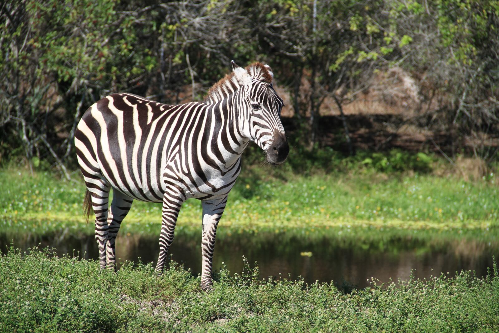 Canon EOS 7D sample photo. Zebra, zoo, florida photography