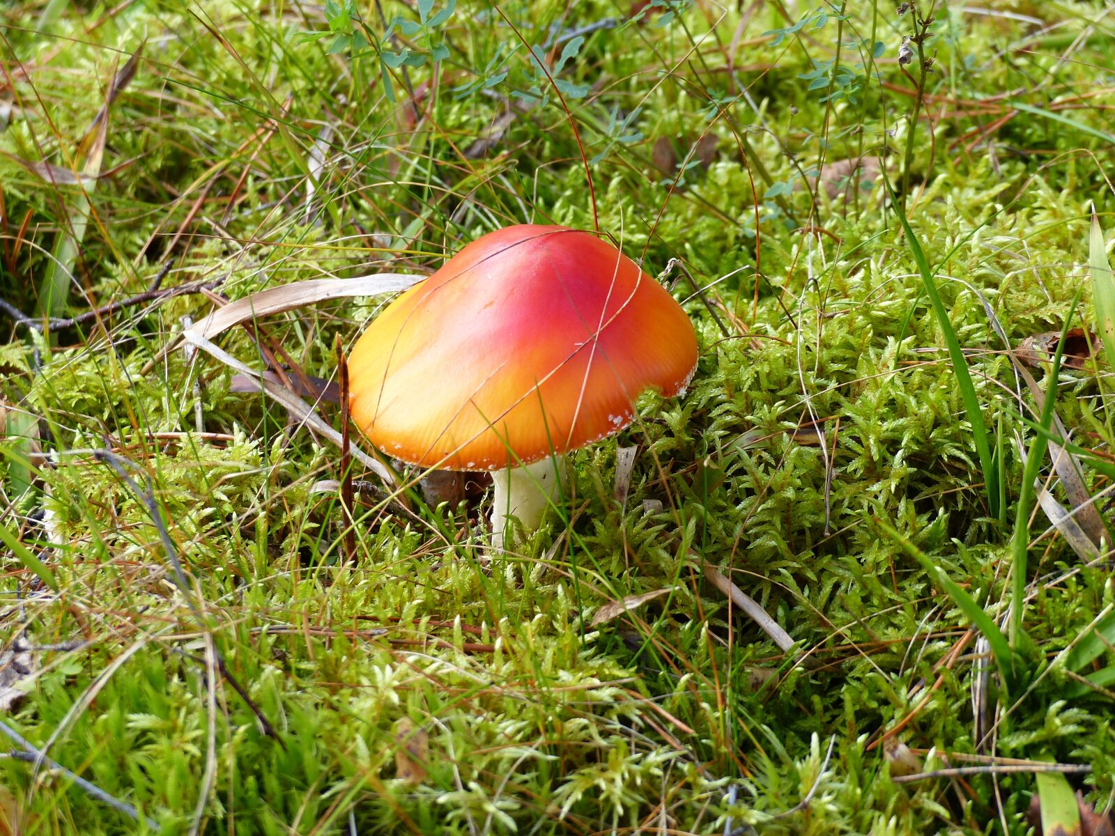 Panasonic Lumix DMC-FZ200 sample photo. Fly agaric, forest, colors photography