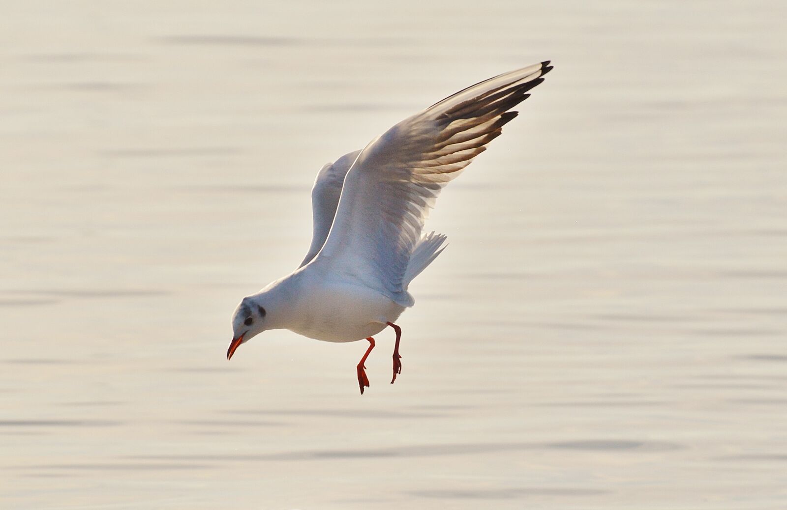 Nikon D3200 sample photo. Seagull, water, lake constance photography