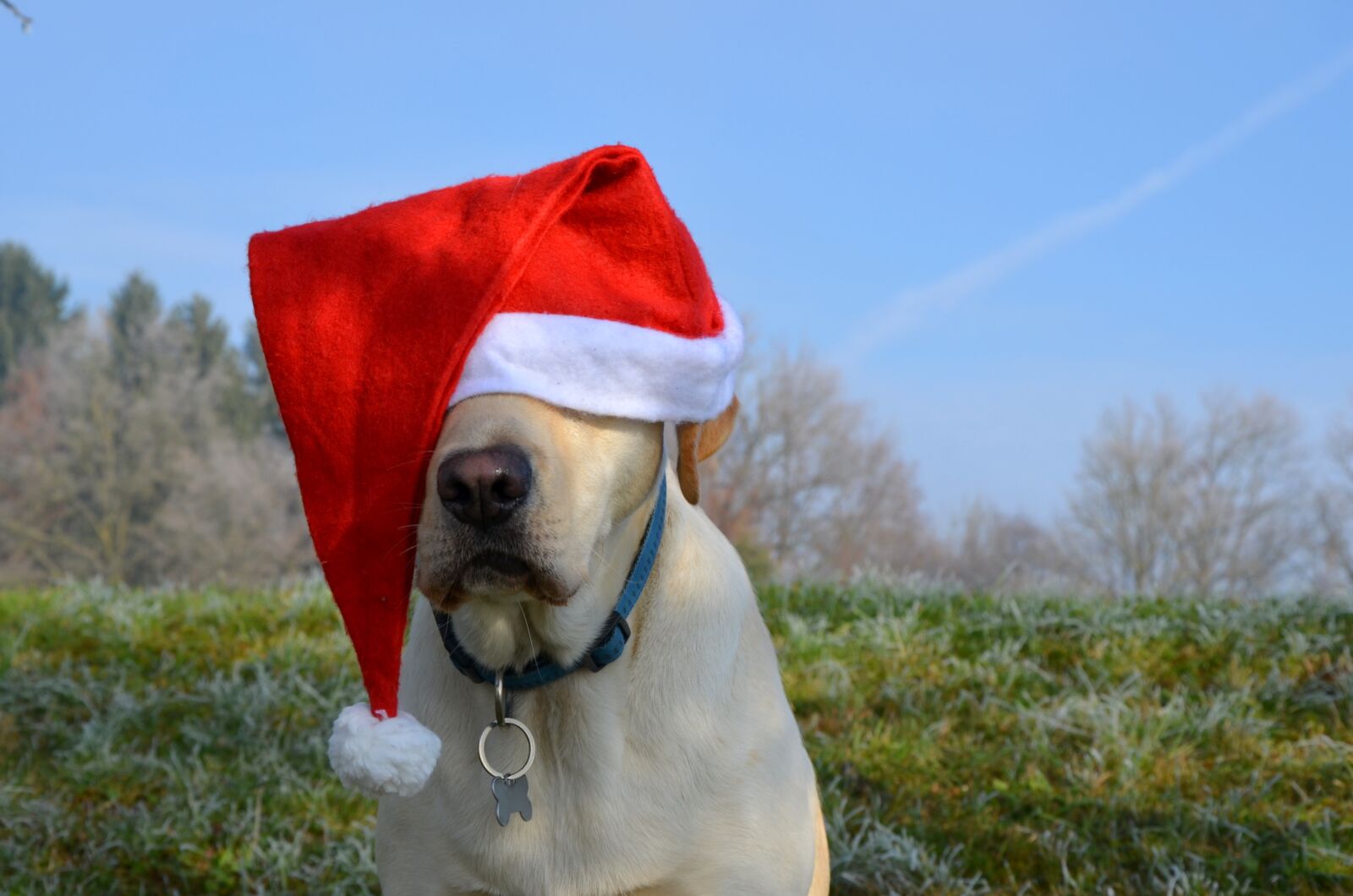 Nikon D5100 sample photo. Labrador retriever, santa, christmas photography