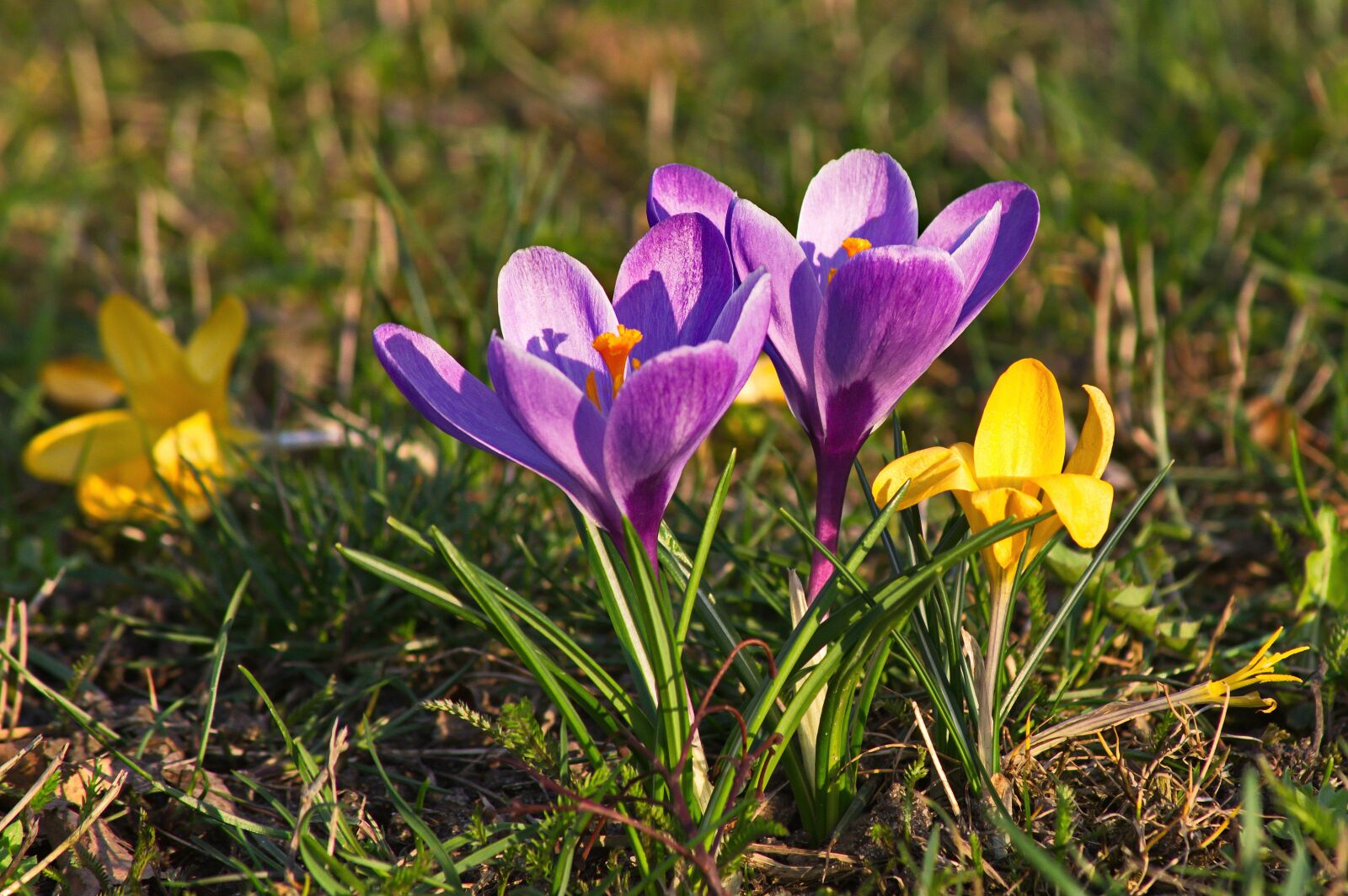 Pentax K-3 II sample photo. Crocus, spring, flower photography