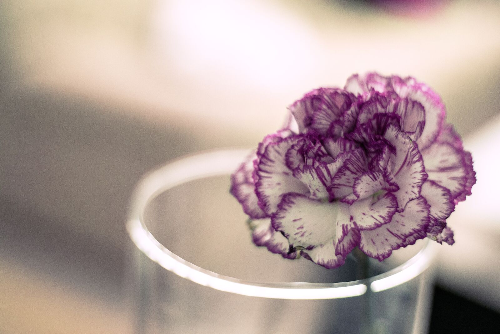 Nikon D5200 sample photo. Flower, bokeh, plant photography