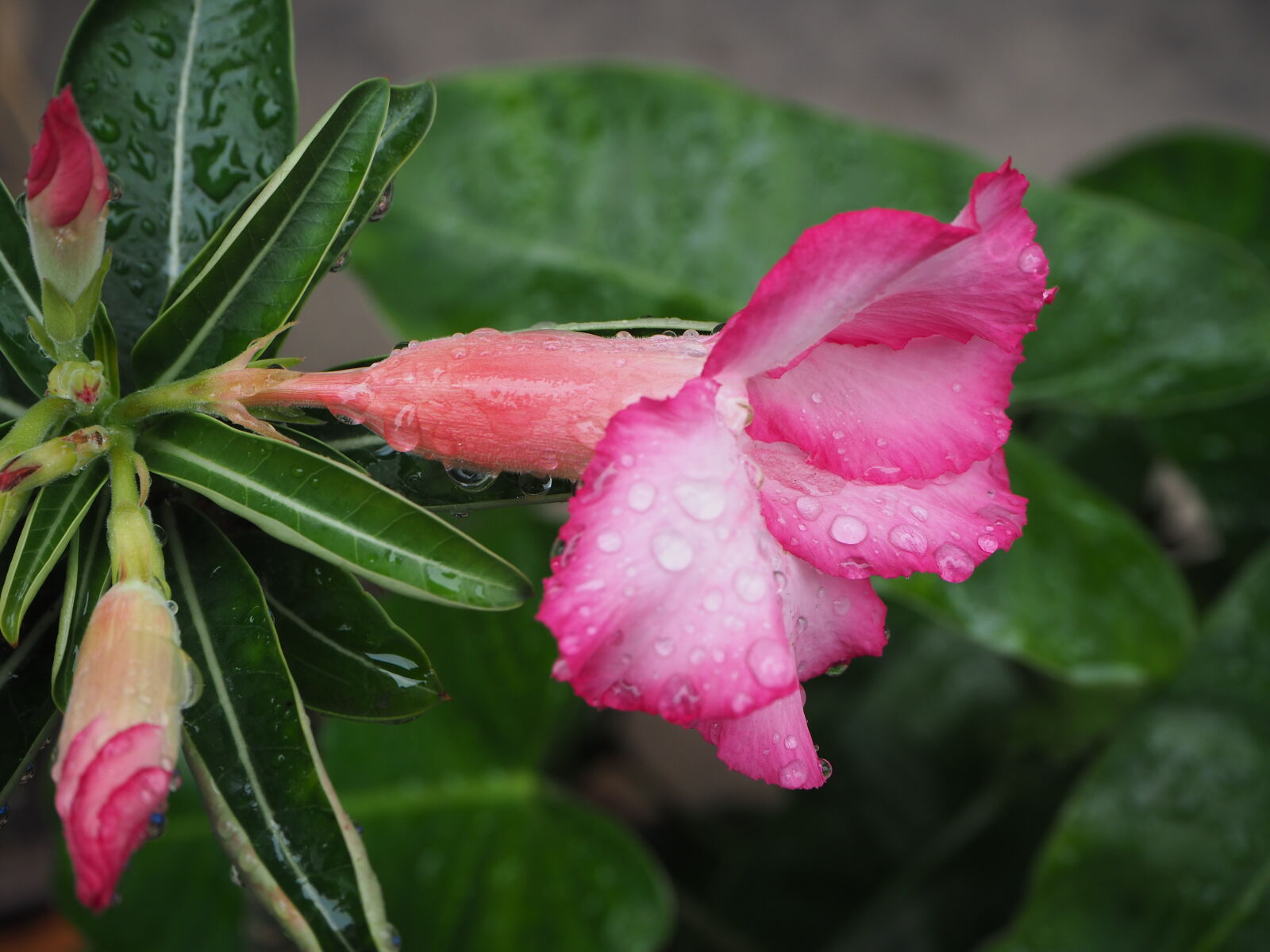 Olympus OM-D E-M10 II sample photo