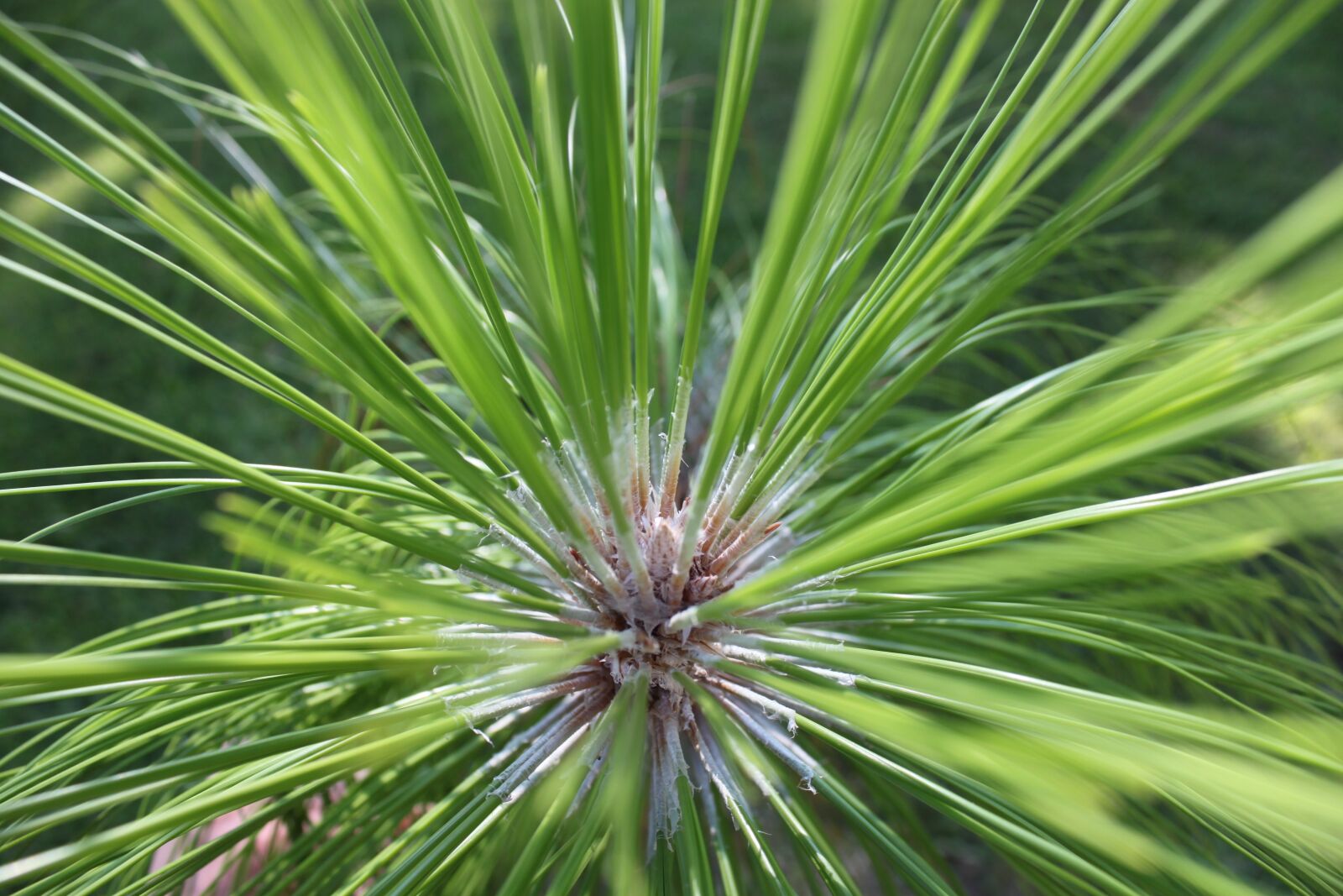 Canon EOS 500D (EOS Rebel T1i / EOS Kiss X3) sample photo. Longleaf pine, pine, longleaf photography