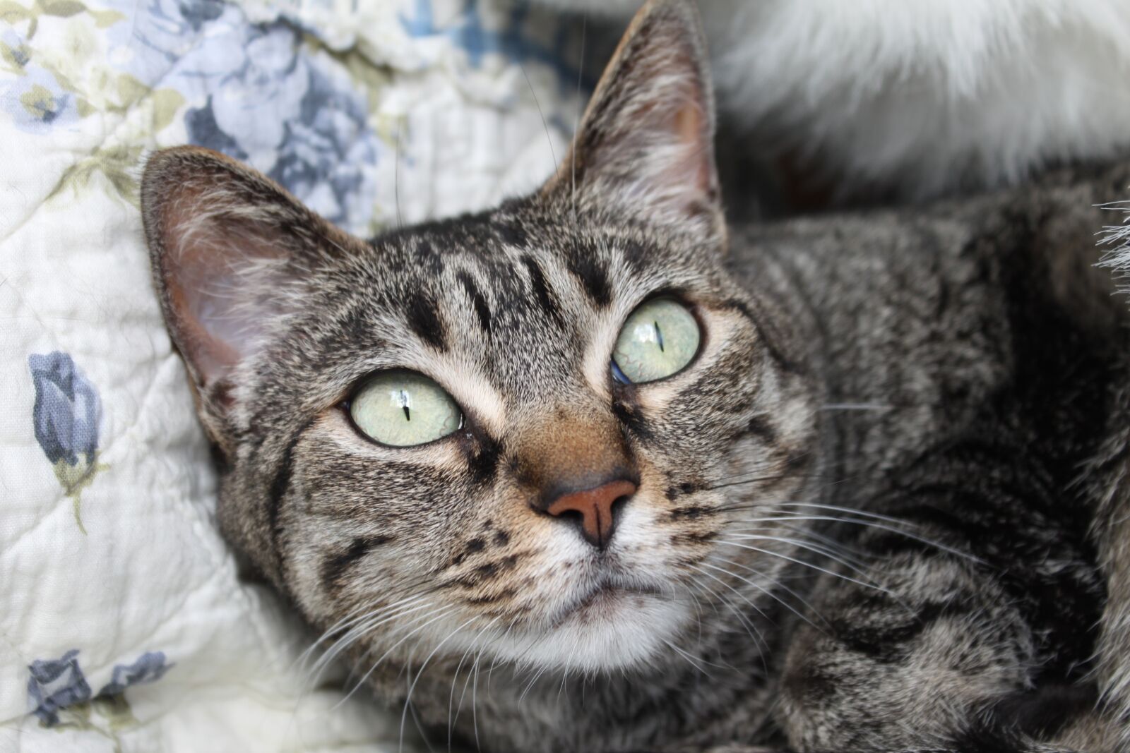 Canon EOS 500D (EOS Rebel T1i / EOS Kiss X3) sample photo. Cat, grey cat, pet photography