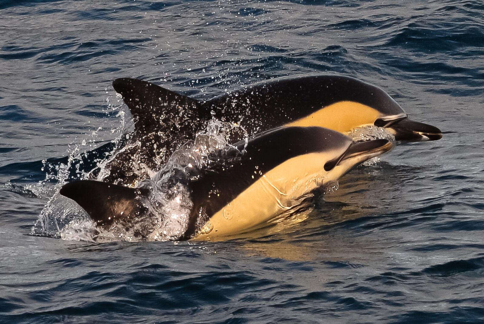 Nikon D5100 sample photo. Dolphins, animal, sea photography