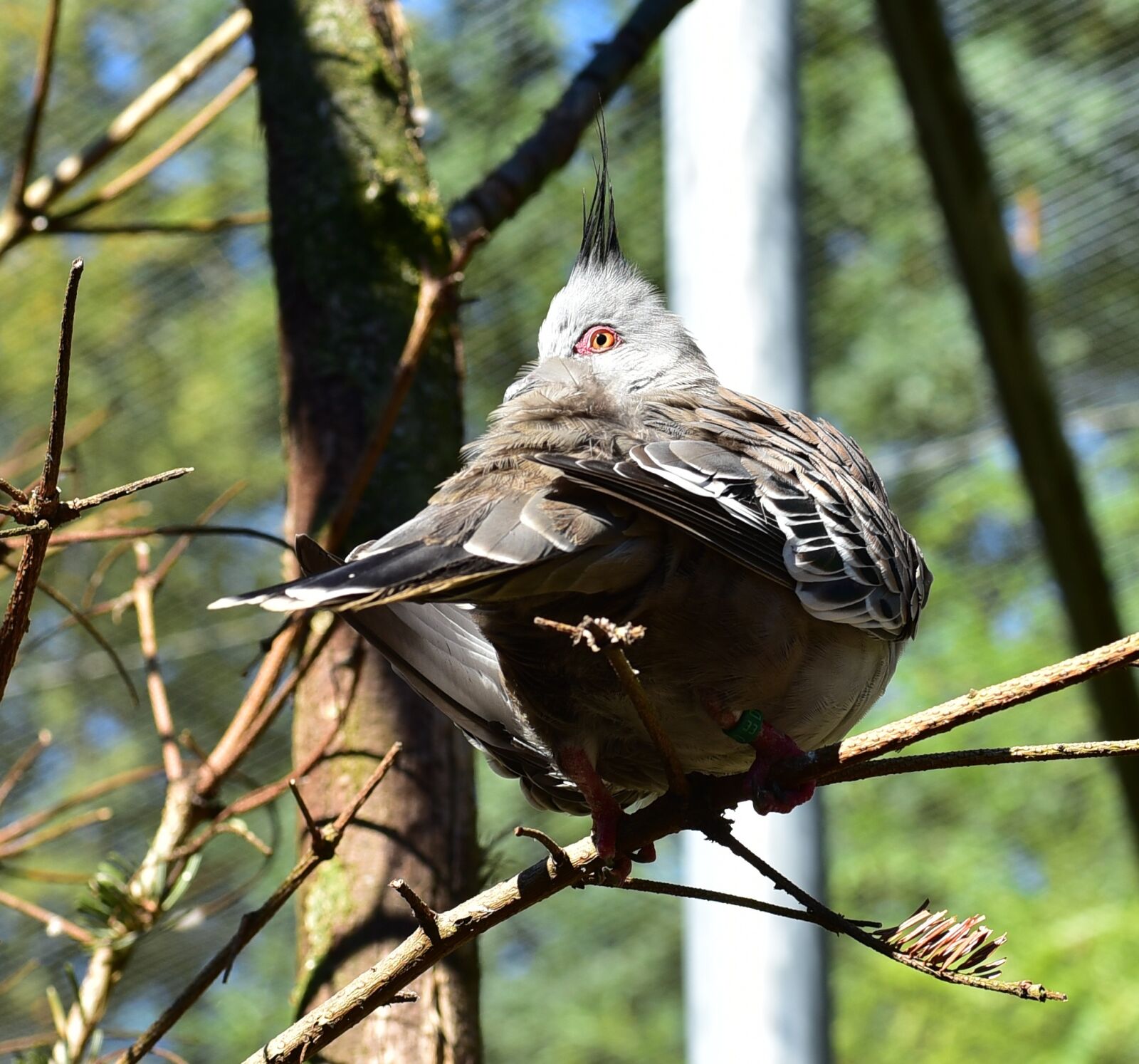 Nikon D750 sample photo. Bird, feather, animal photography