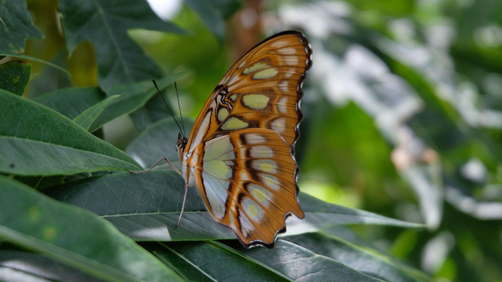 Fujifilm X-T20 + Fujifilm XC 16-50mm F3.5-5.6 OIS II sample photo. Butterfly, sanctuary, nicaragua photography