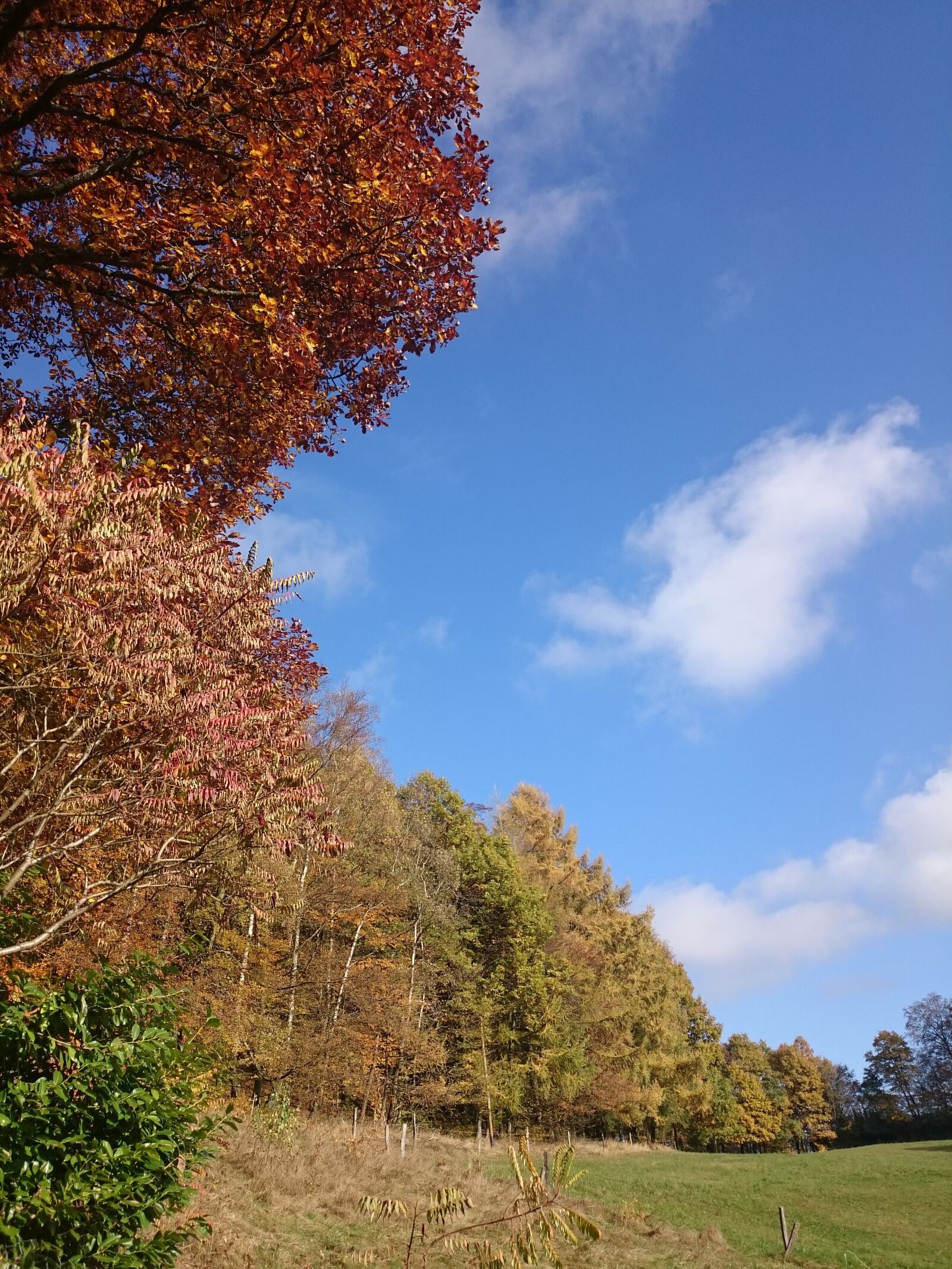 Sony Xperia Z1 Compact sample photo. Summer, nature, spring photography