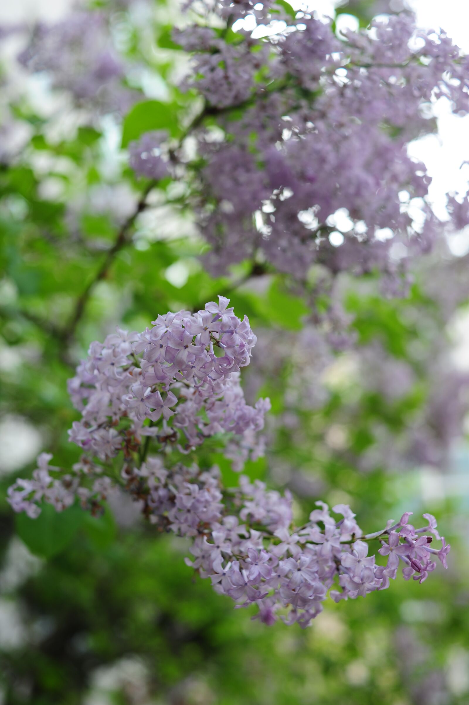 Nikon D700 sample photo. Lilac, nature, flowers photography