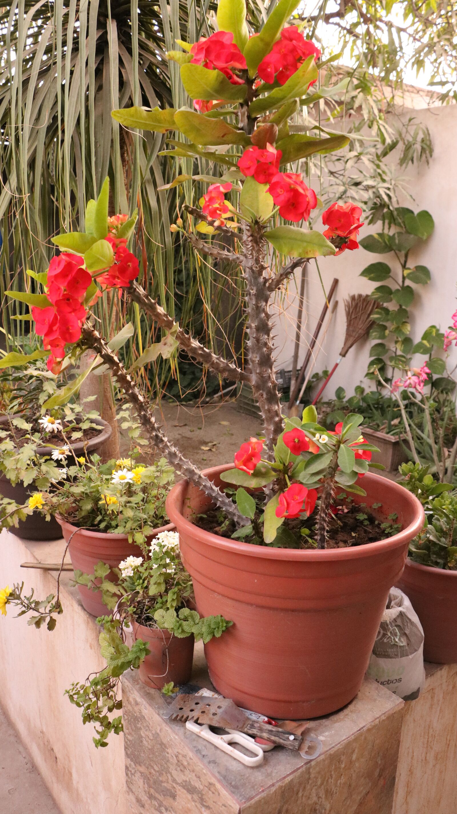 Canon EOS 750D (EOS Rebel T6i / EOS Kiss X8i) sample photo. Flowers, garden, plant photography