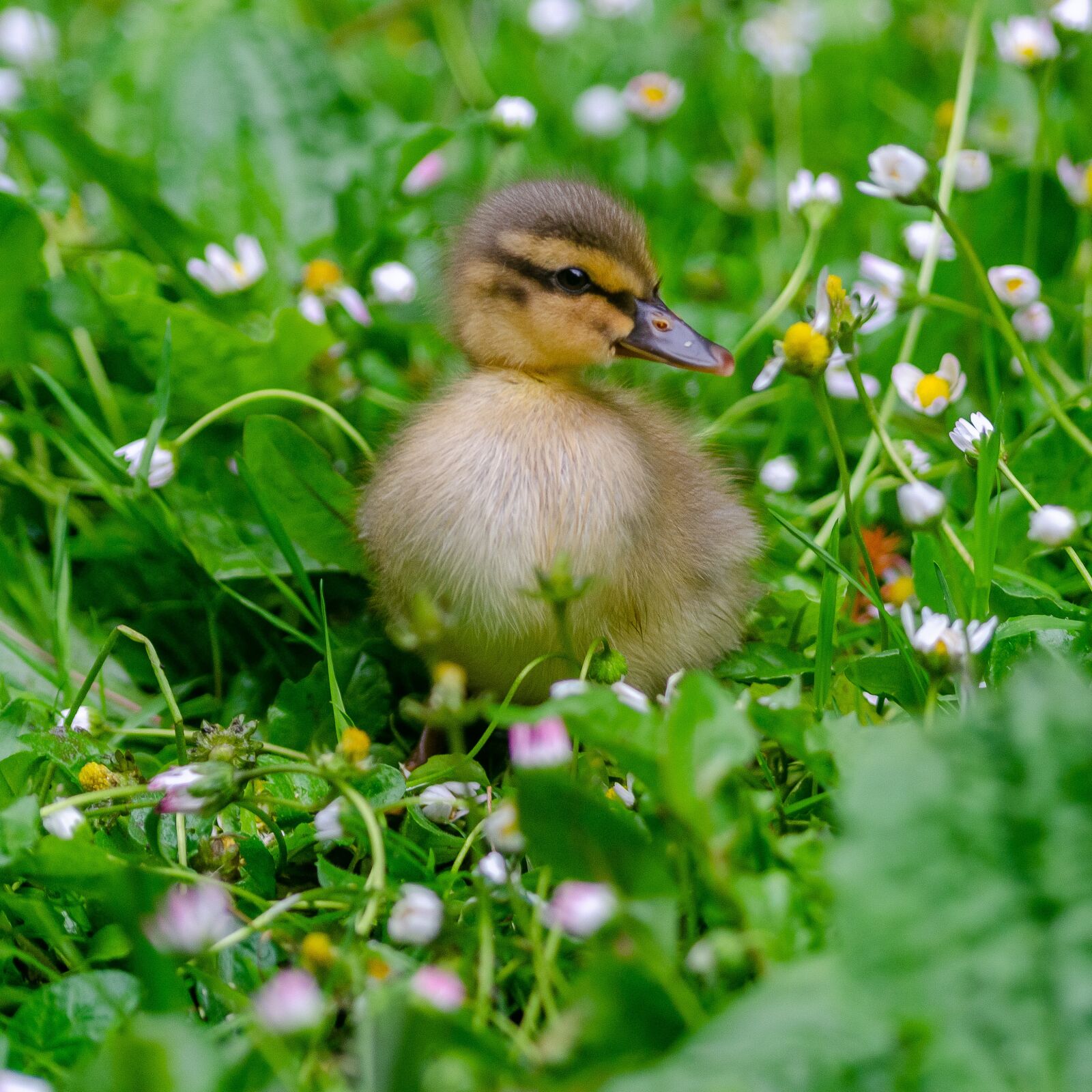 Nikon D7000 sample photo. Duckling, duck, baby photography
