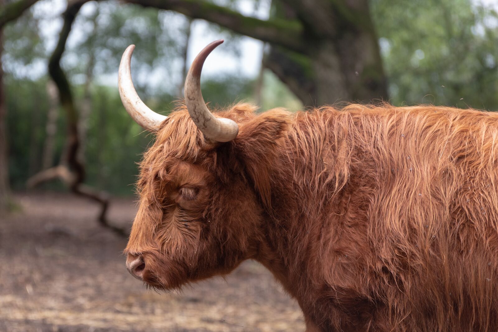 Nikon D750 sample photo. Beekse bergen, hilvarenbeek, park photography