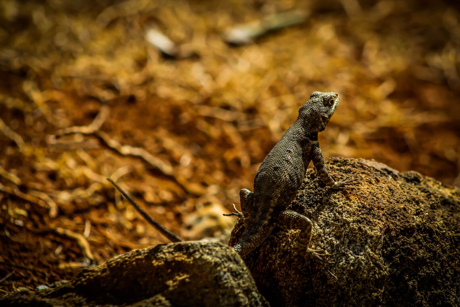 Canon EOS 600D (Rebel EOS T3i / EOS Kiss X5) sample photo. Calango, lizard, animal photography