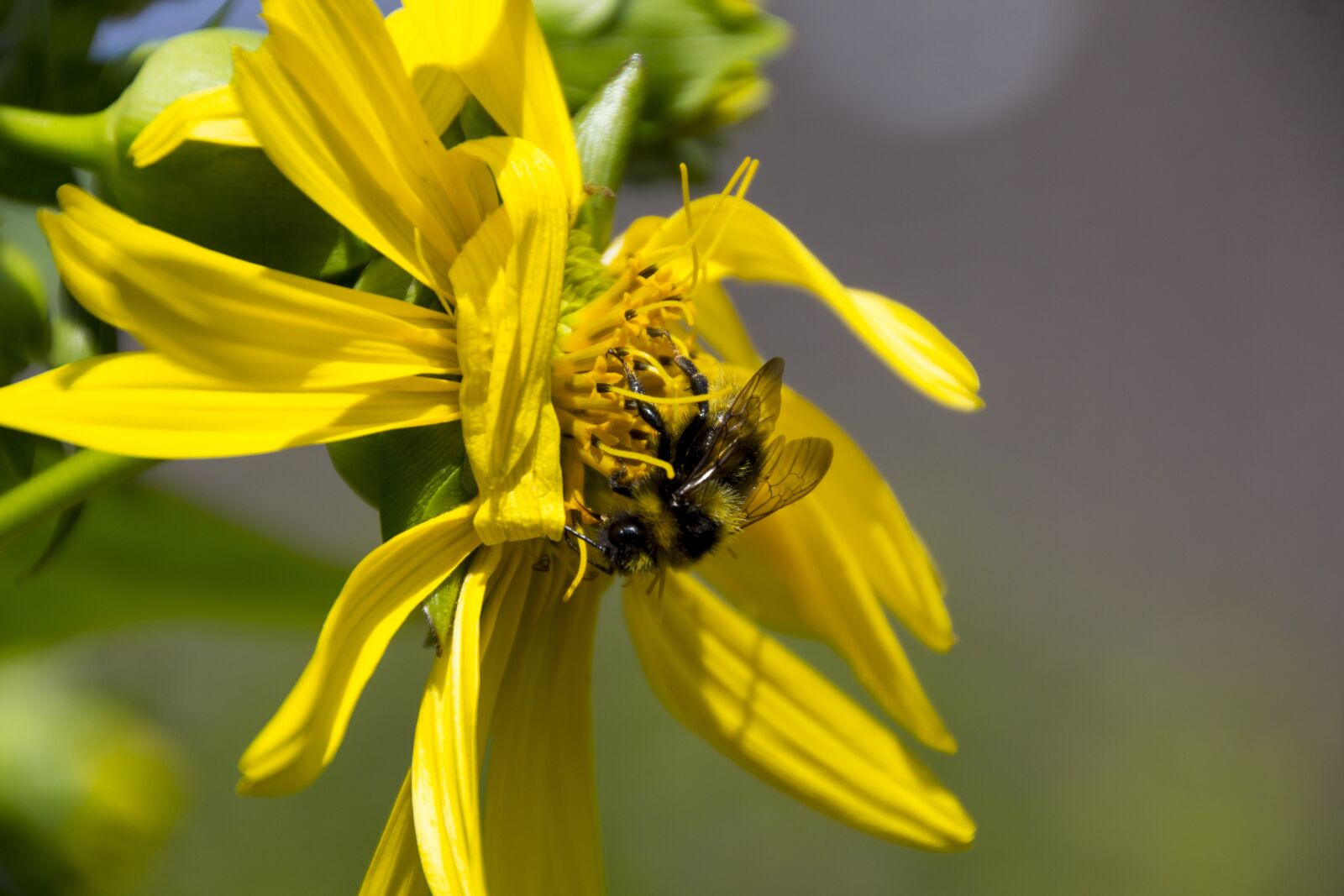Canon EOS 60D sample photo. Hummel, flower, insect photography