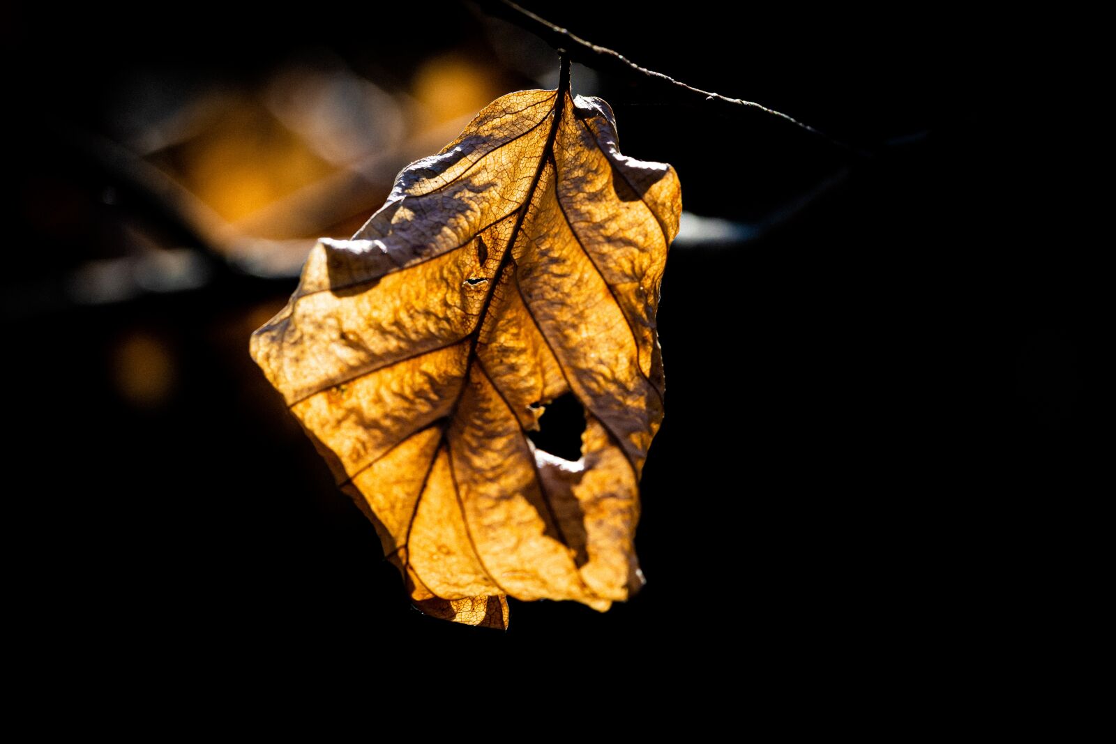 Canon EOS RP sample photo. Leaf, old, sunlight photography