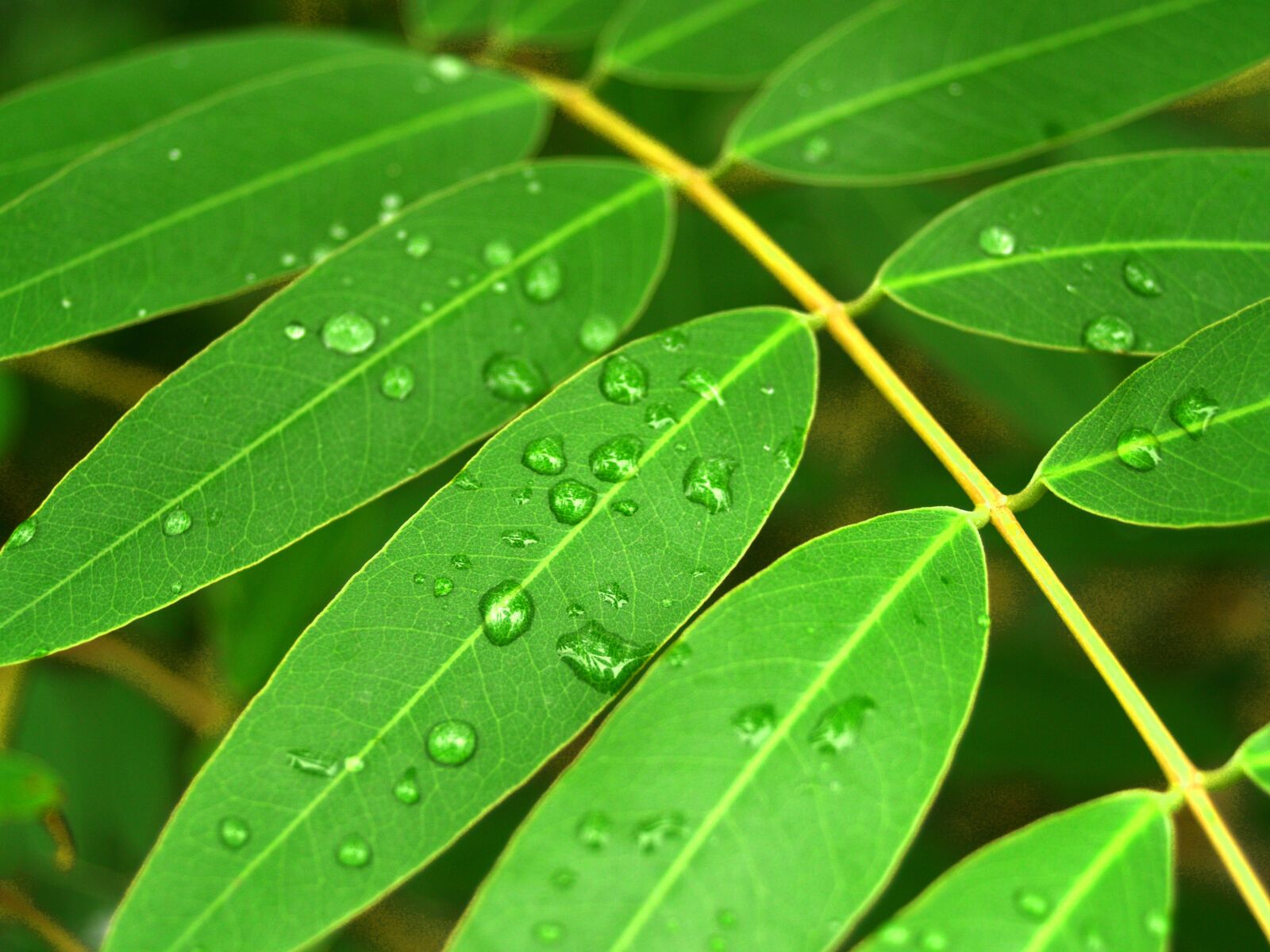 Olympus E-300 (EVOLT E-300) sample photo. Water, drops, leaf photography