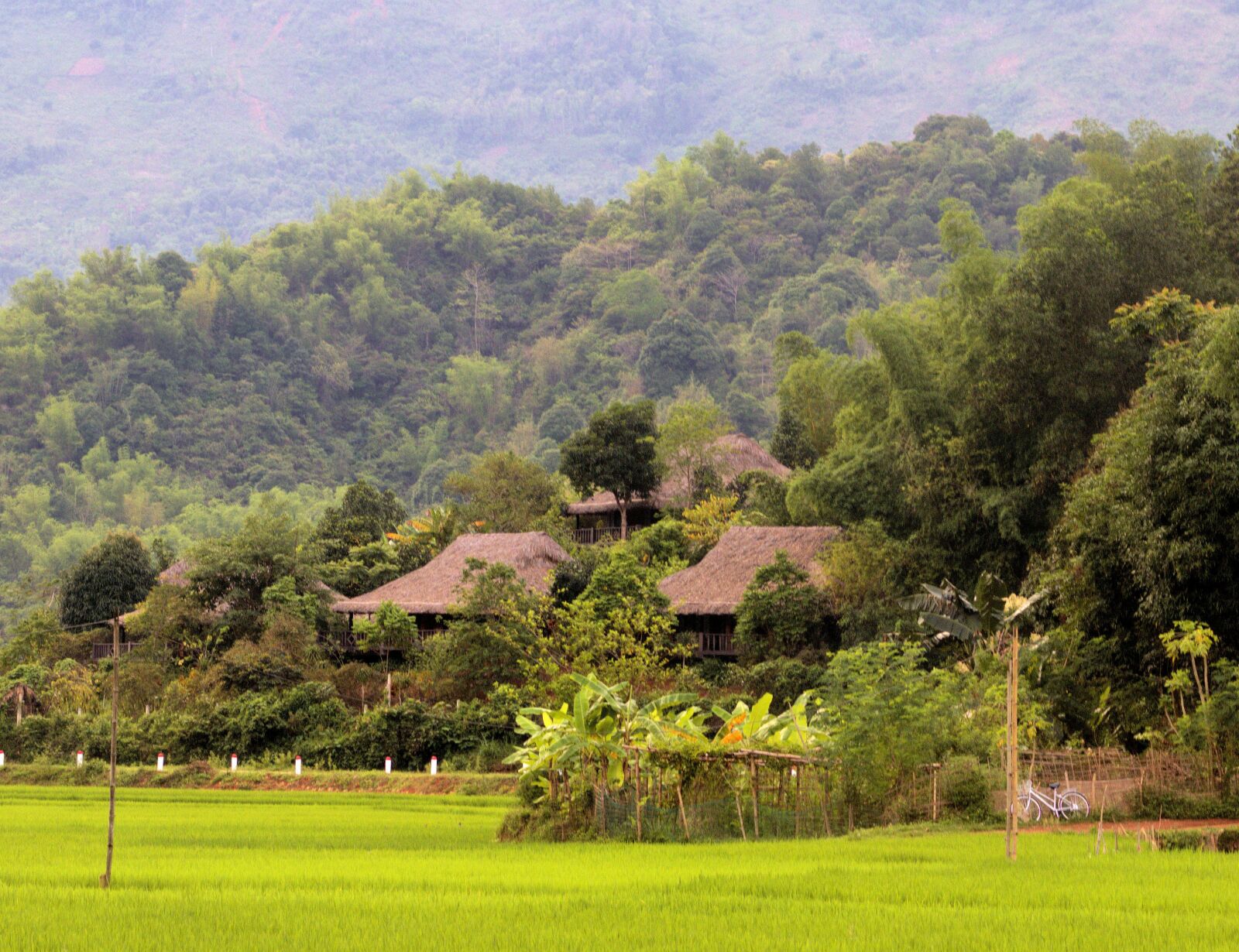 Canon EF-S 18-135mm F3.5-5.6 IS USM sample photo. Vietnamese landscape, bamboo photography