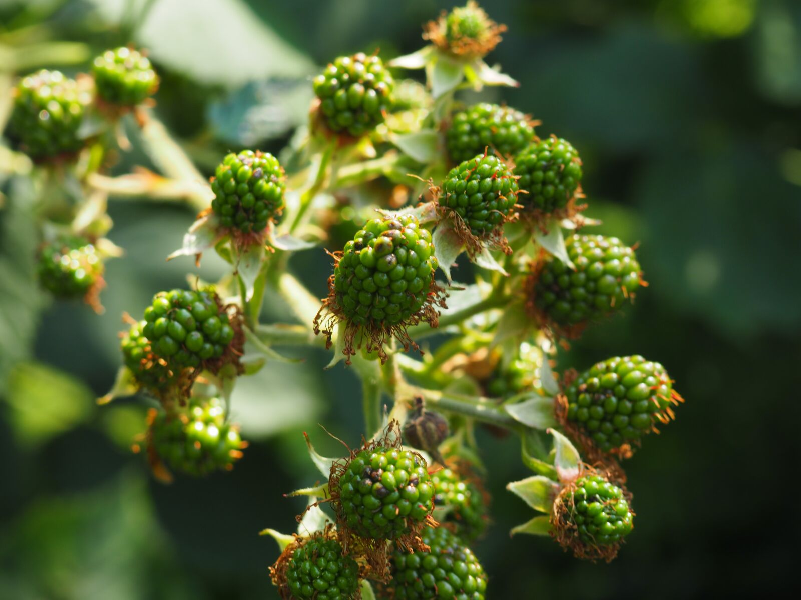 Olympus OM-D E-M10 sample photo. Blackberry, immature, green photography