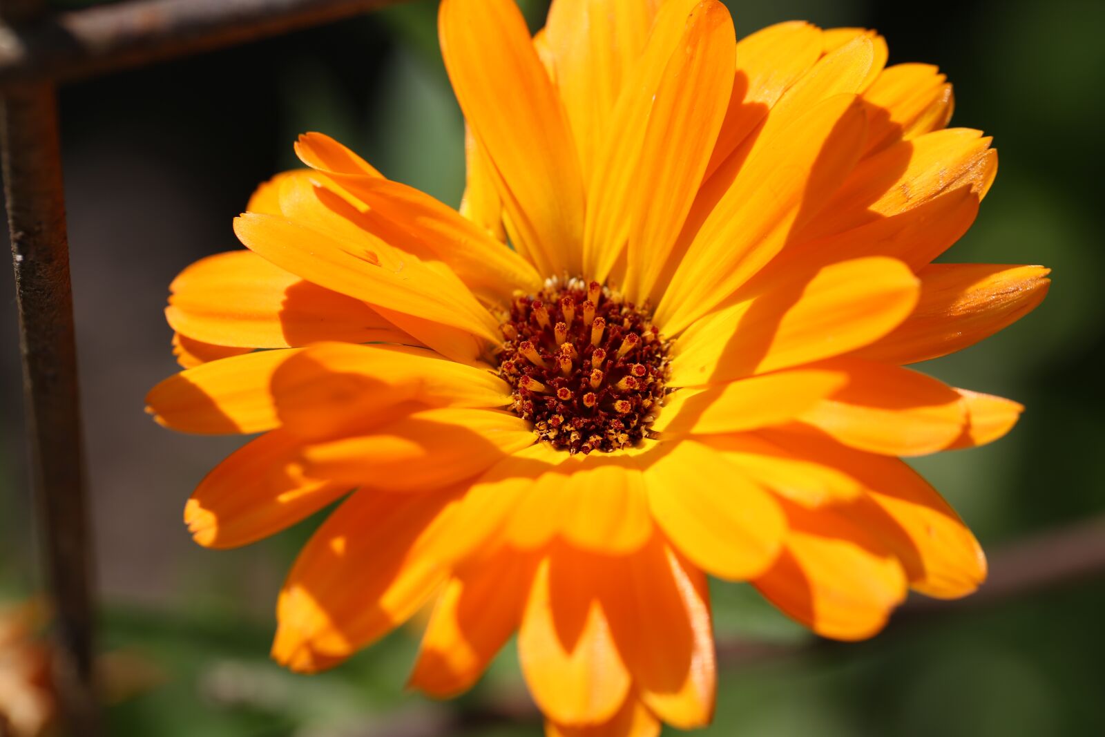 Canon EF 100mm F2.8L Macro IS USM sample photo. Flower, red, yellow photography