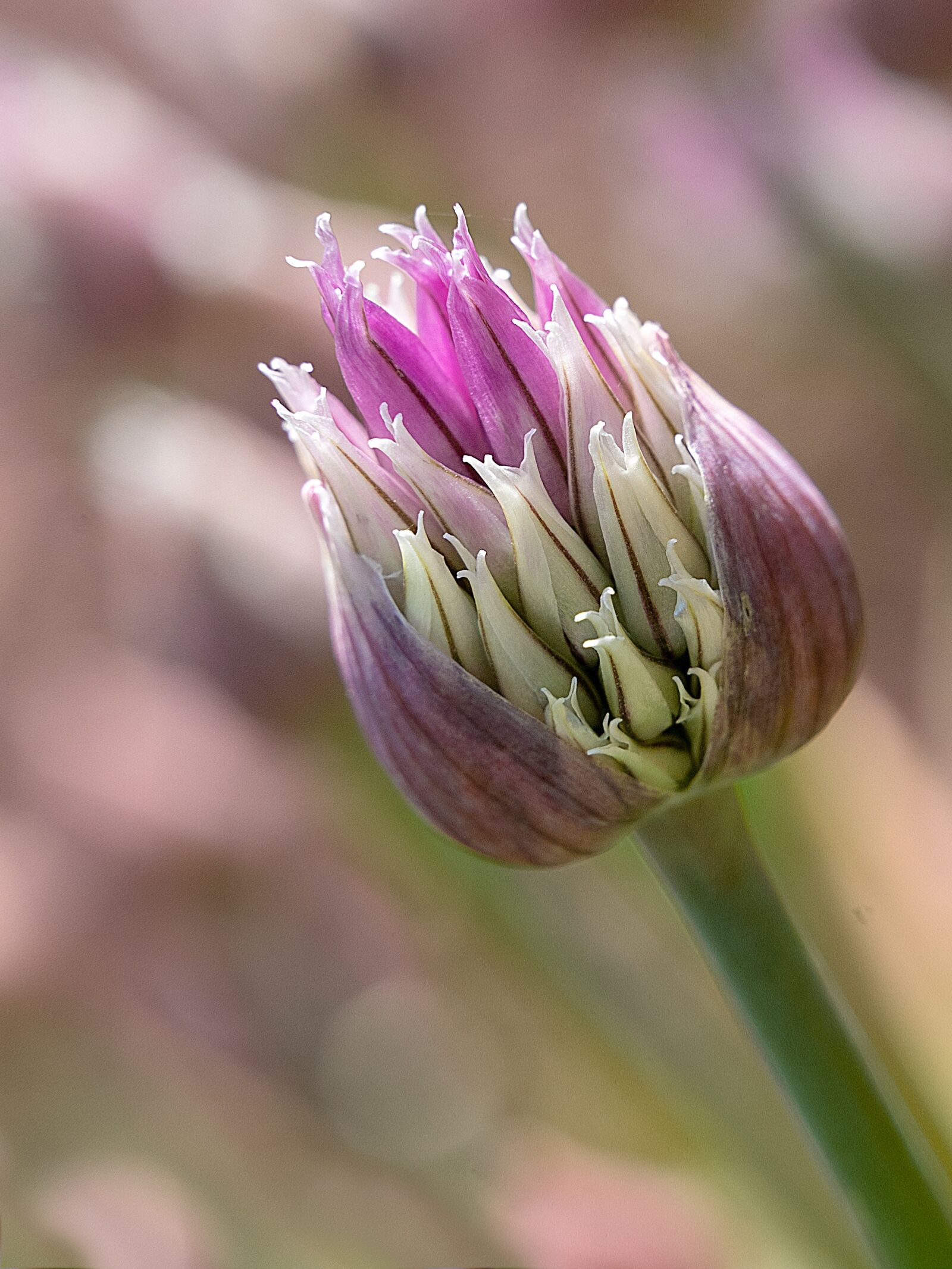 Sony a7 III sample photo. Macro, chive, plant photography